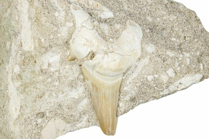 Otodus Shark Tooth Fossil in Rock - Morocco #274934